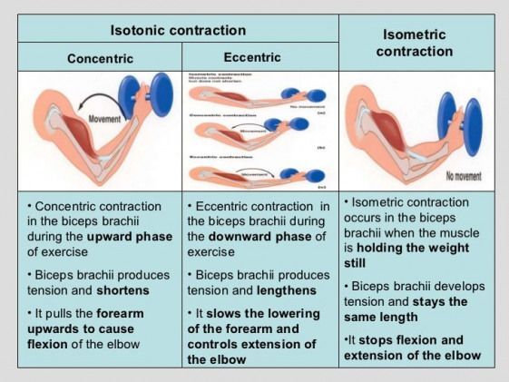Muscle Contractions :: Introductory Kinesiology PSK 4U